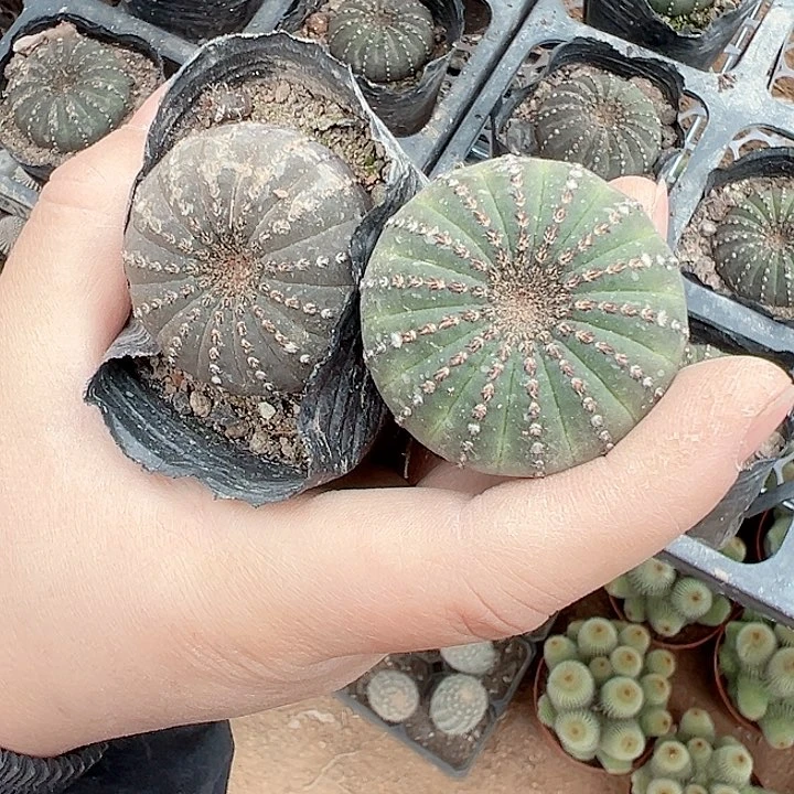 恭喜发财恭喜发财