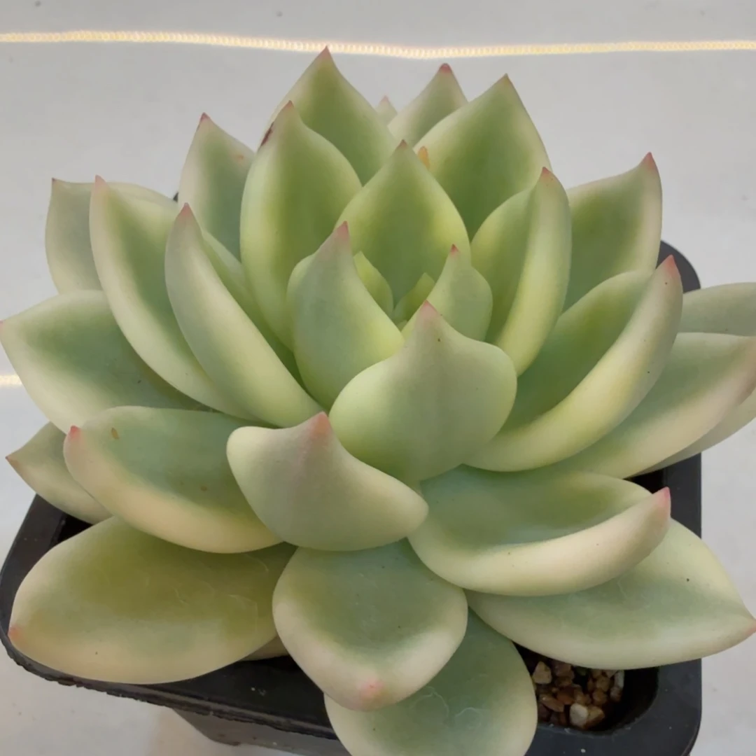 祝之松 安吉园艺锦