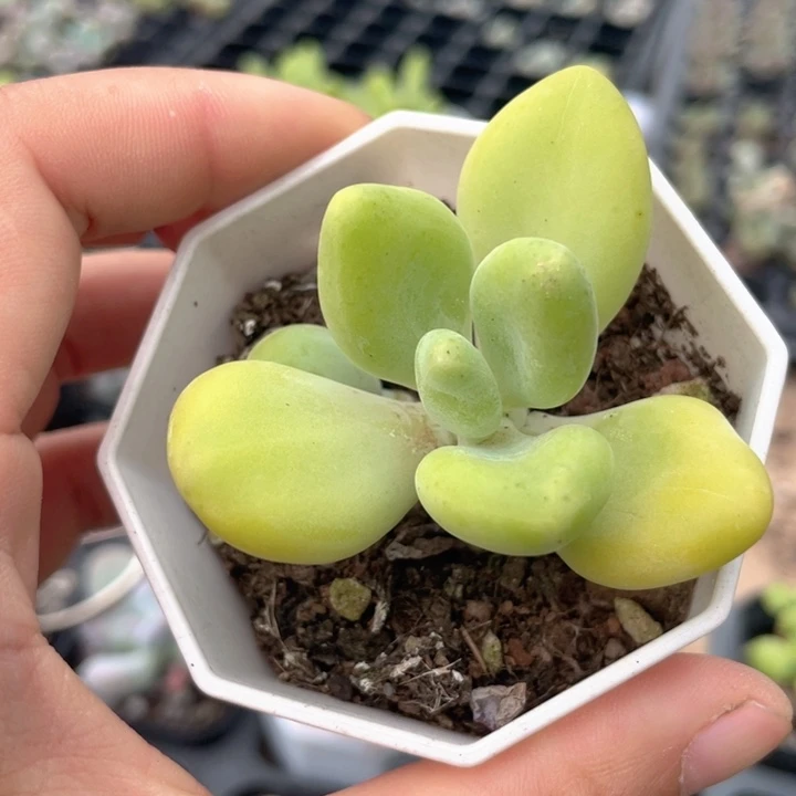 芒果奶单头随机发满18