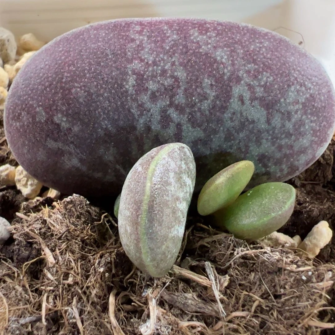 阴阳脸满斑花蛋多肉植物水泡
