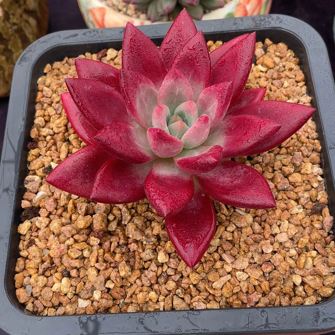 多肉植物脱土包邮