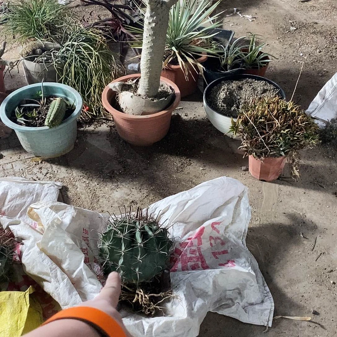 石***布雎鸠玉一个。