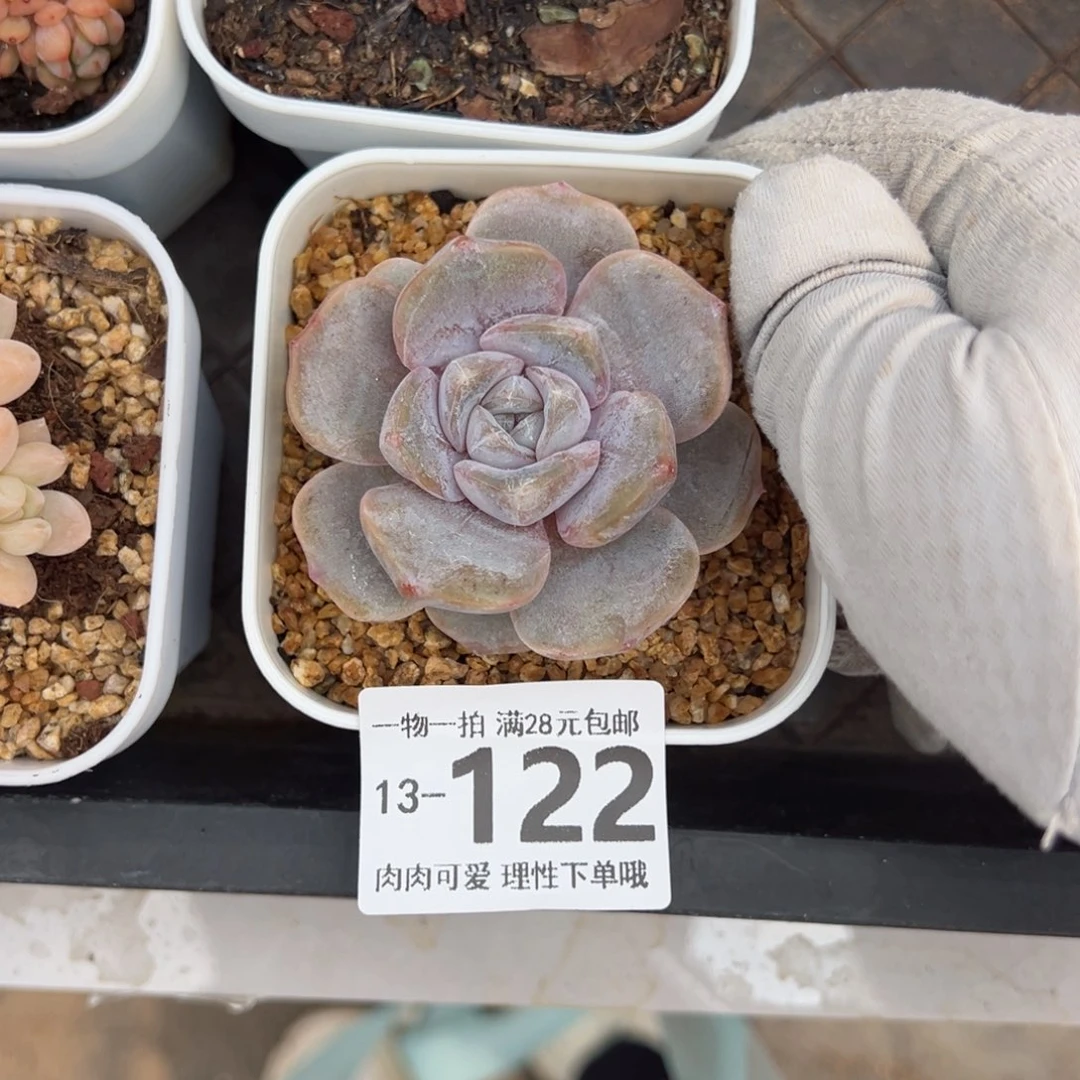 石化汉堡多肉多肉多肉多肉