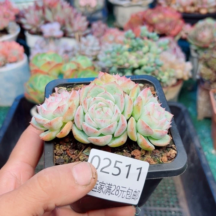 幸运儿的一个好消息