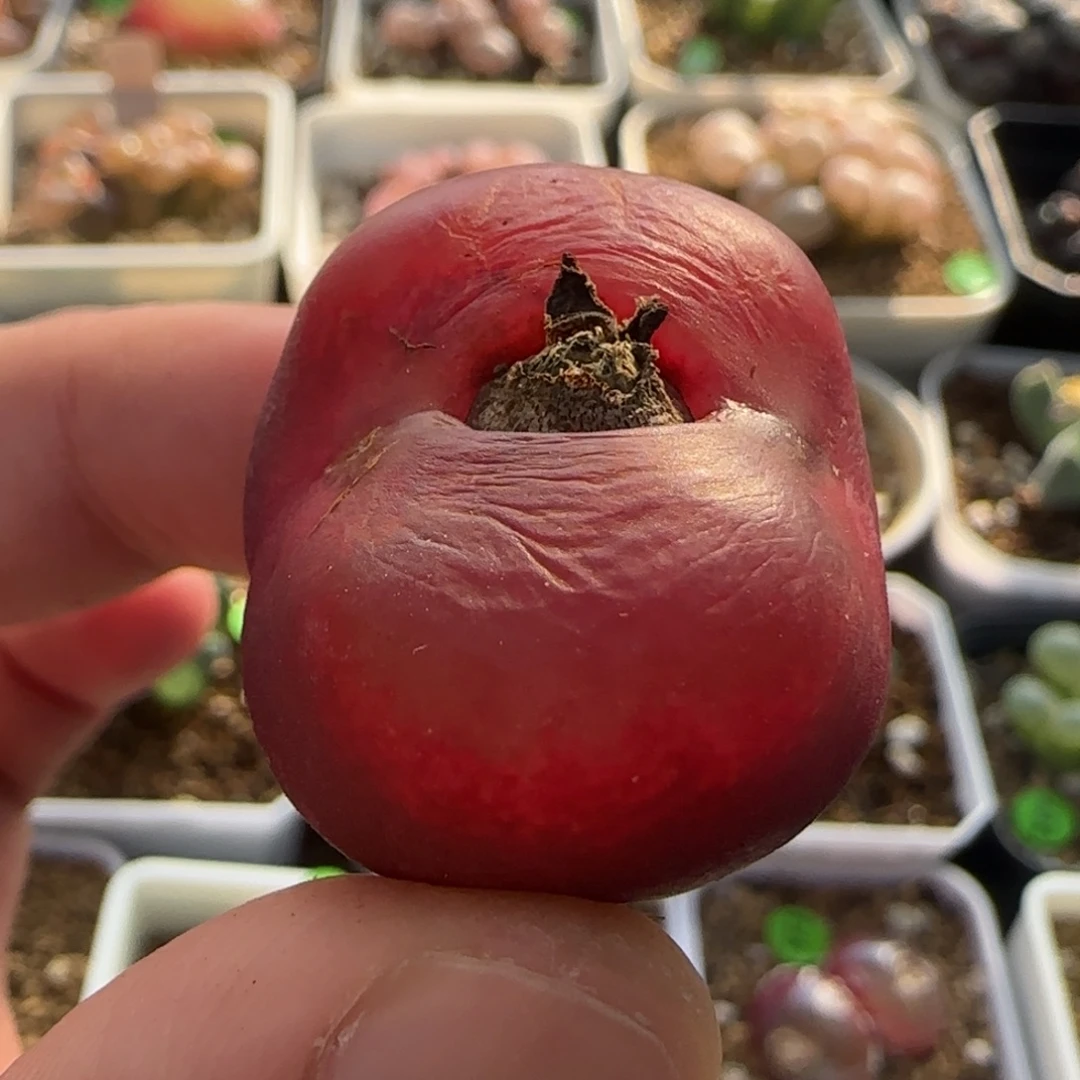 2.9漂亮多肉植物22