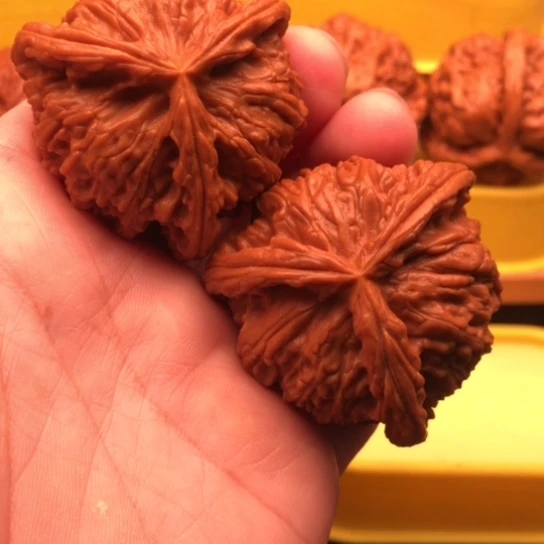 腾***司核桃核桃核桃核桃核桃