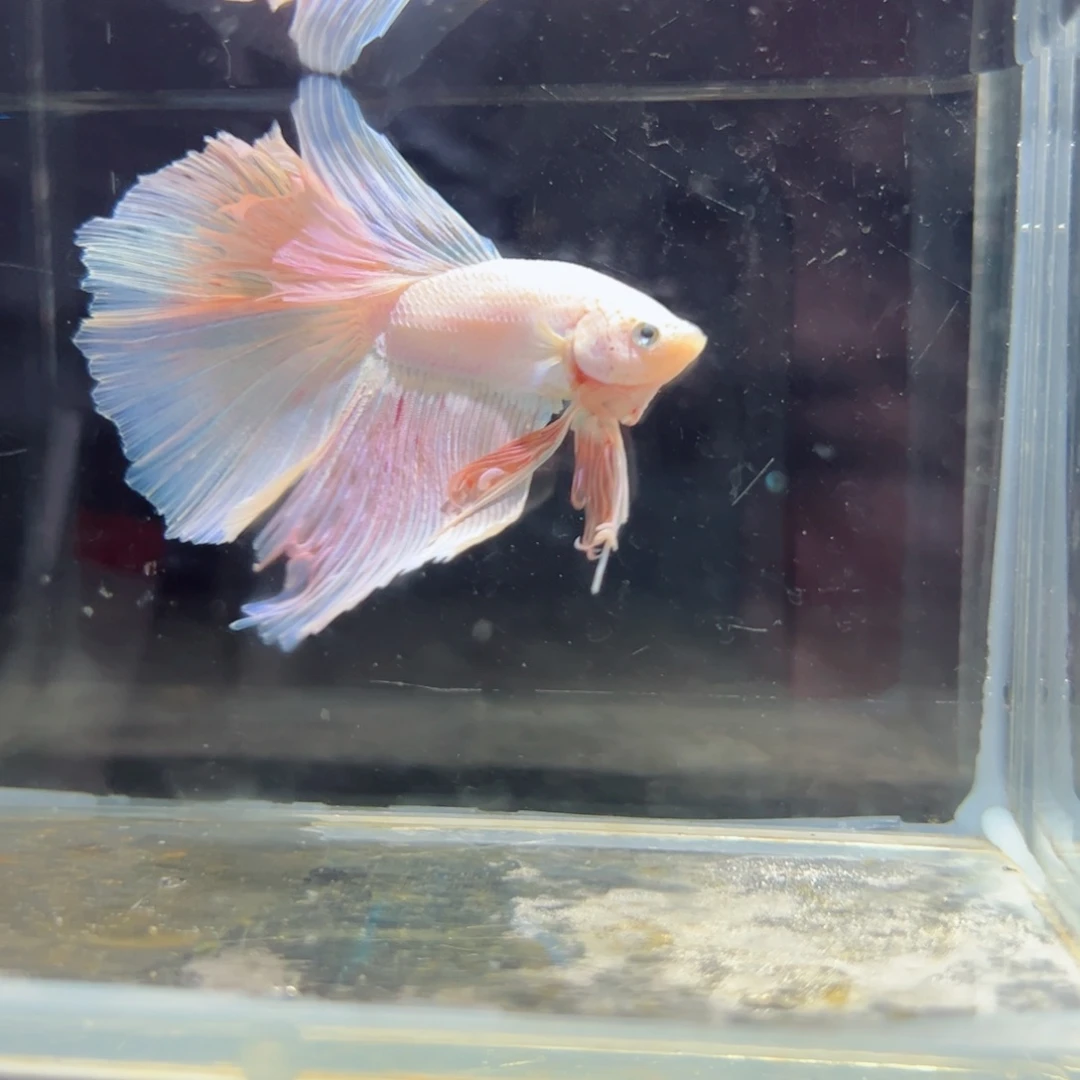 斗鱼浅色特殊尾hhhh