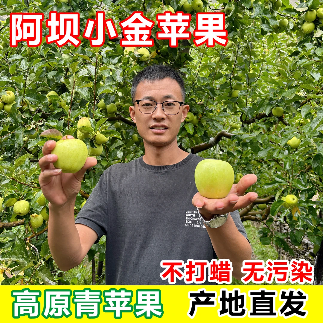 小金县青苹果高海生长酸甜可口生态水果现摘自然成熟果园直发
