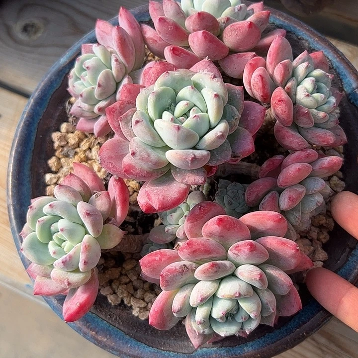 望舒自然群111111