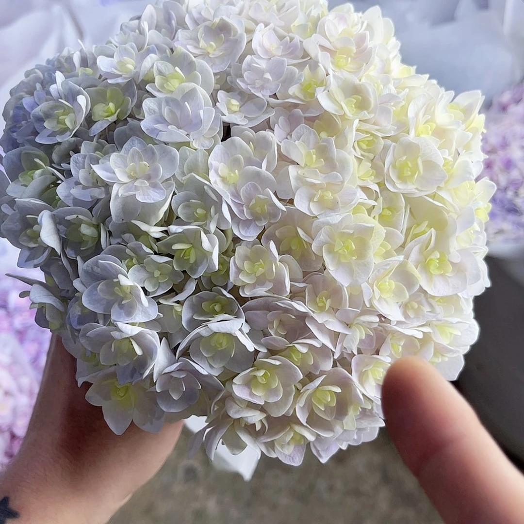 完全开放稀有绣球花21号