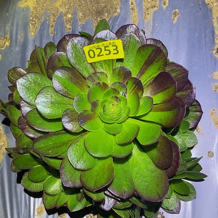 0253花月夜多肉植物