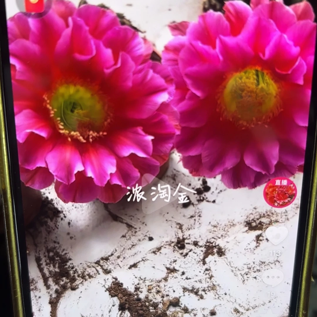 2颗浓桃筋侧牙20包邮34