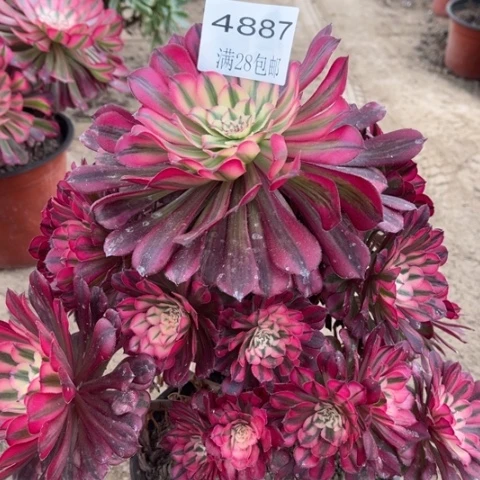 红铜多肉多肉4887