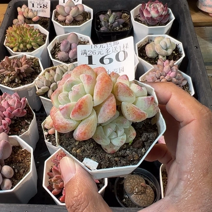 我***碧冰玉三头不包整散一物一拍多肉满20元包邮明天发货