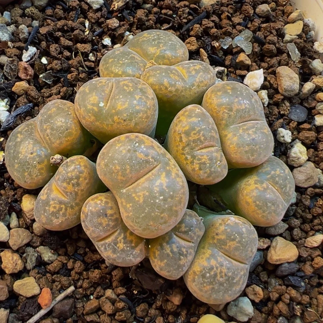 12头紫花红勋章多肉植物