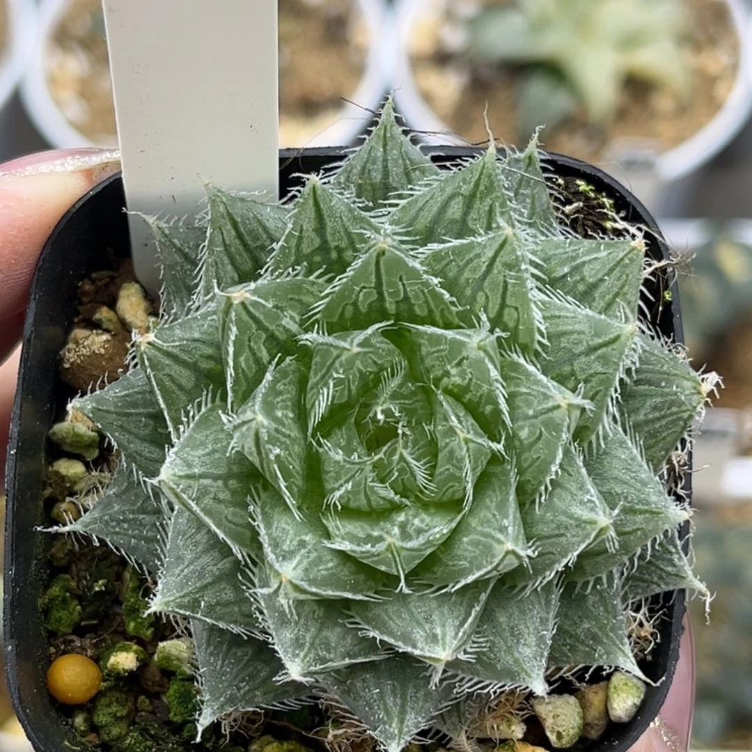 14变异塞米维亚十二卷多肉