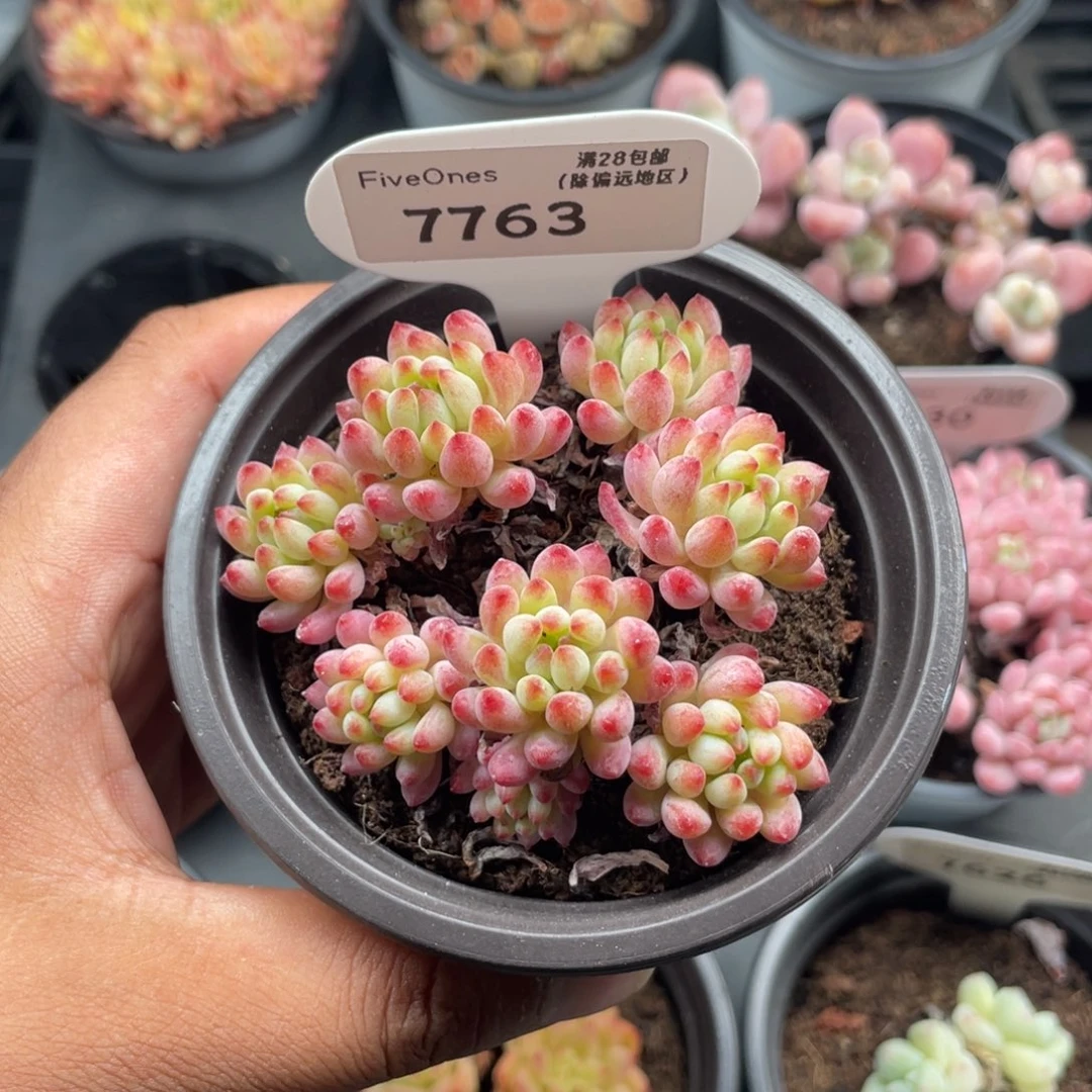 7763烟花5.0厘米