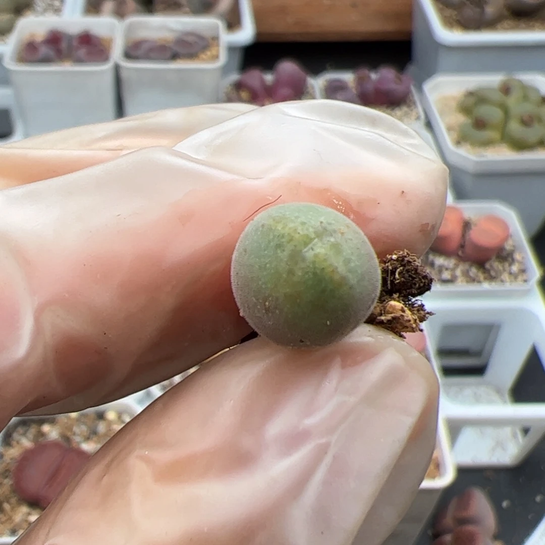 0695号空蝉多肉植物