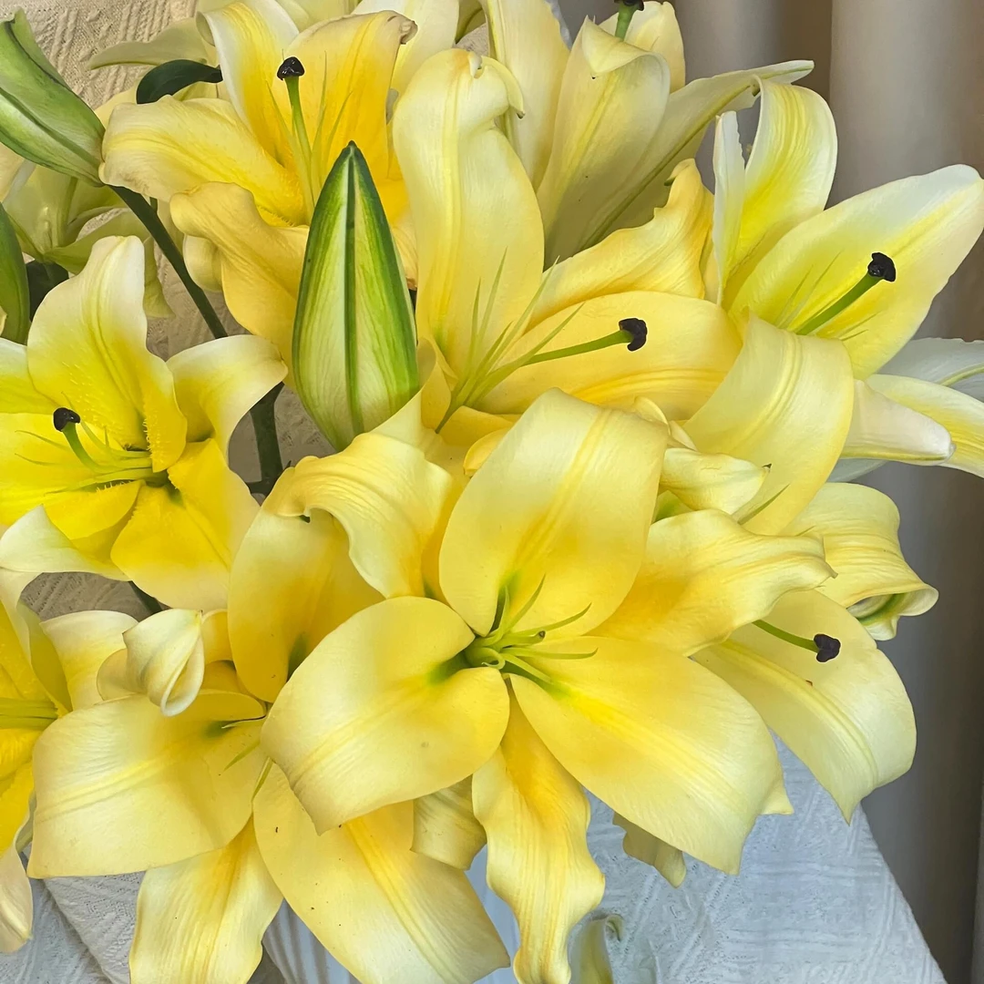 【黄天霸】南美球18/20东方香水百合种球耐寒好养室内外百合花