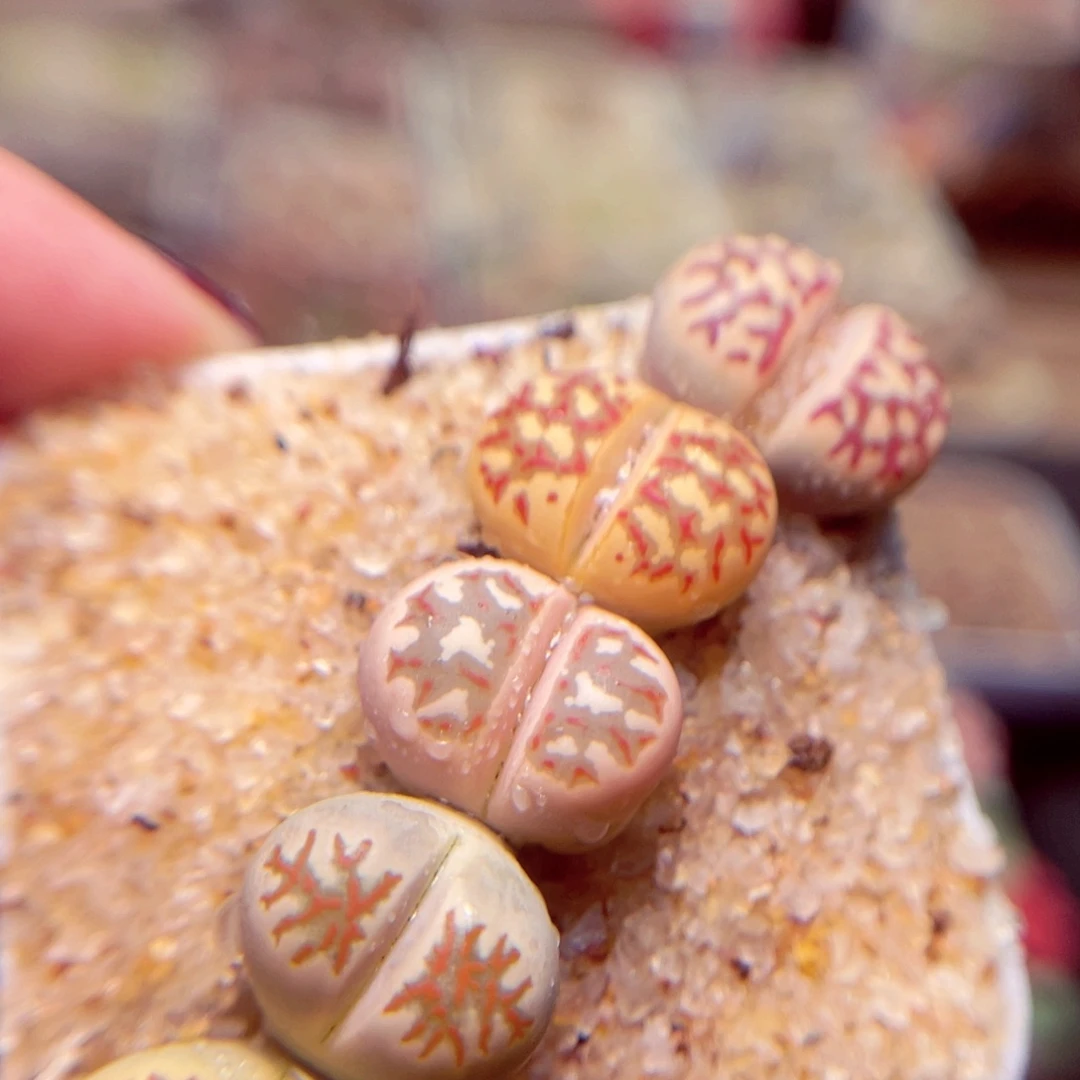 26号带盆盆包邮发货