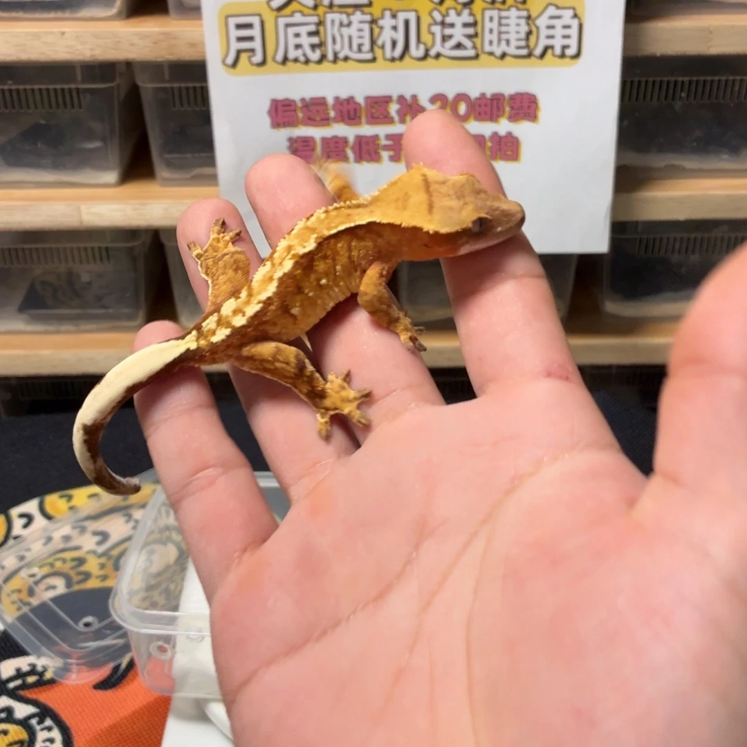 睫角守宫睫角守宫可爱入门