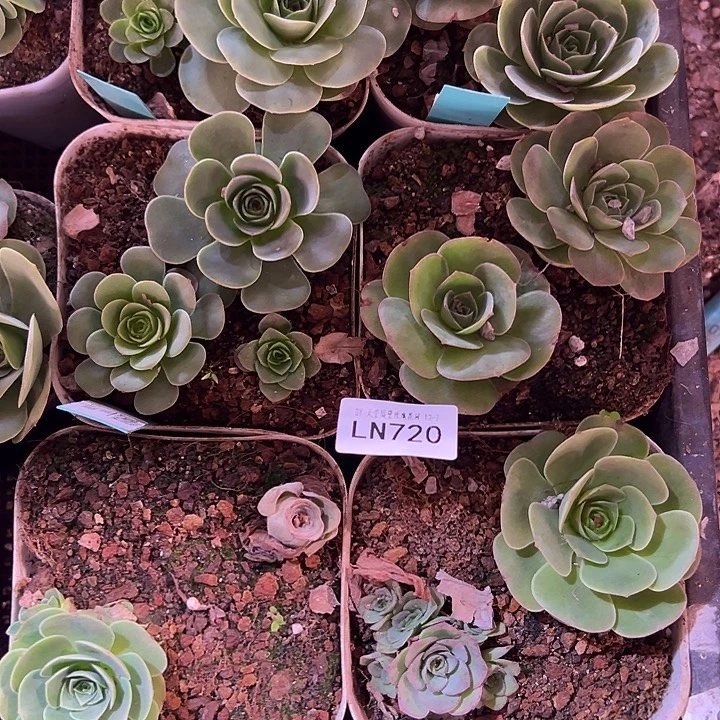 露妮720多品种山地玫瑰4盆/约7颗 上播福利