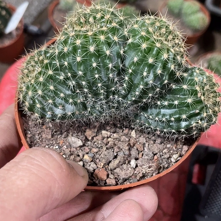 实生连体四头彩草