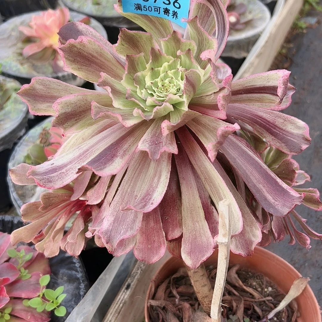 杜蕾丝、736多肉植物、有介壳虫