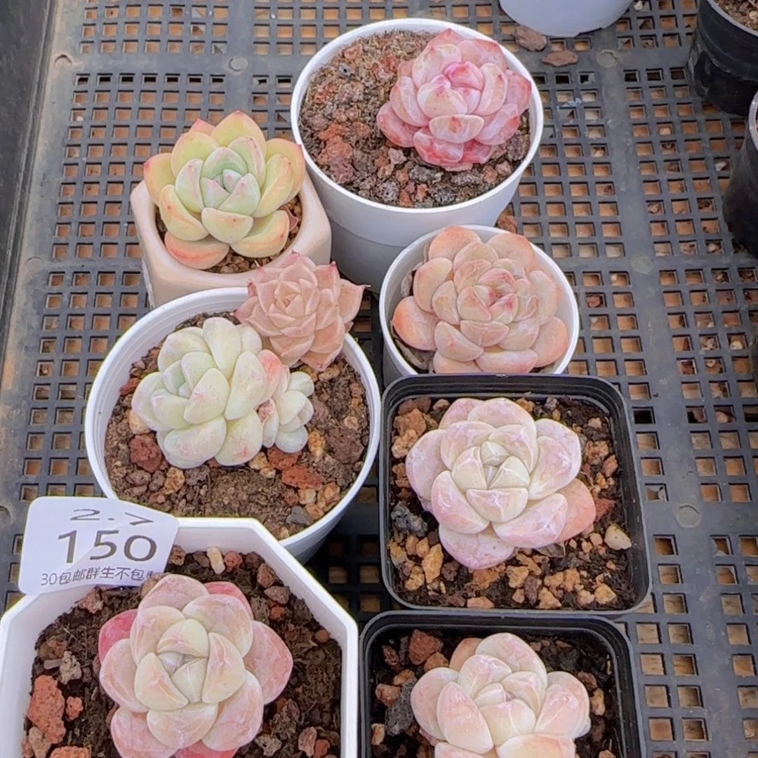 7颗脱土发货的在