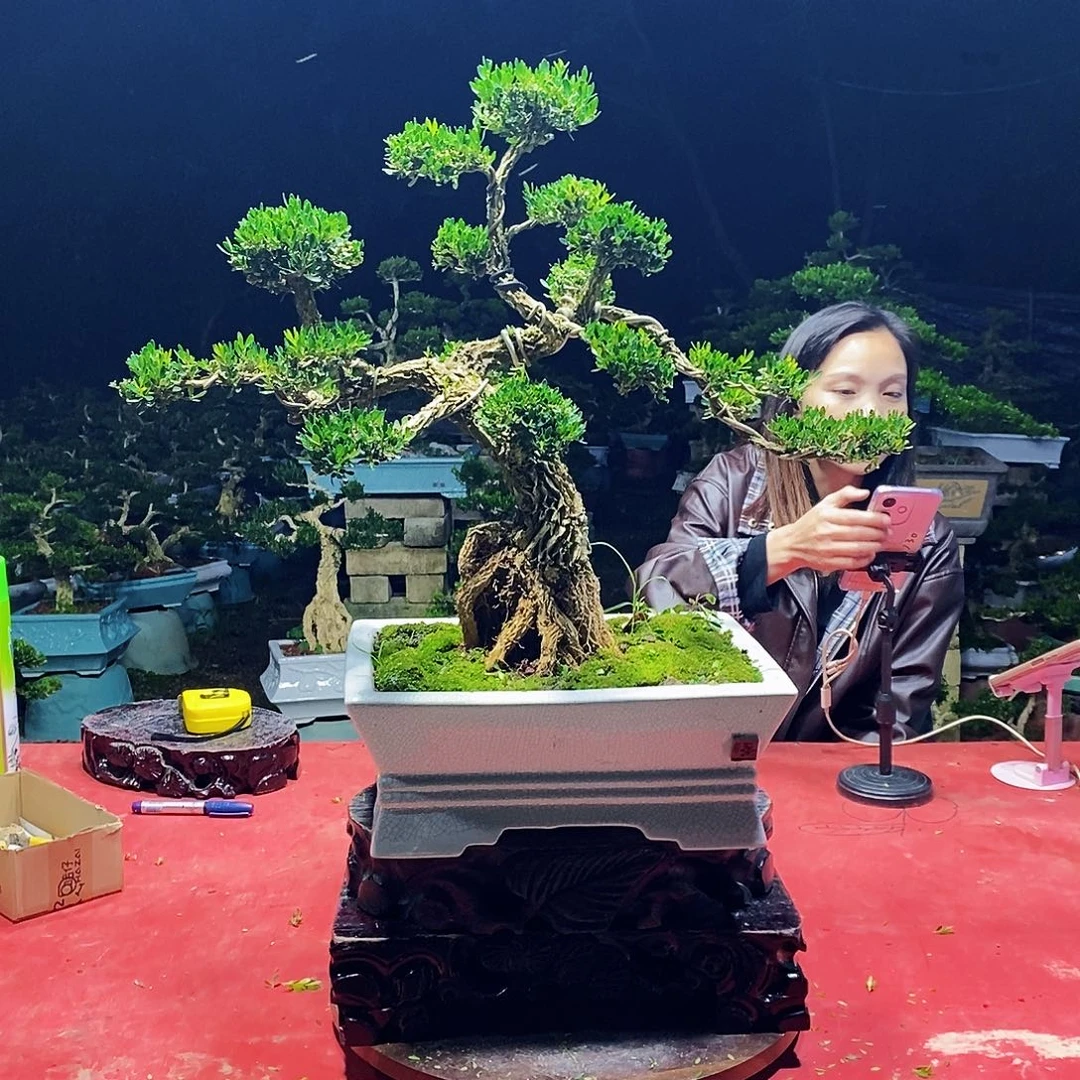 完全开放广东雀舌黄杨盆景