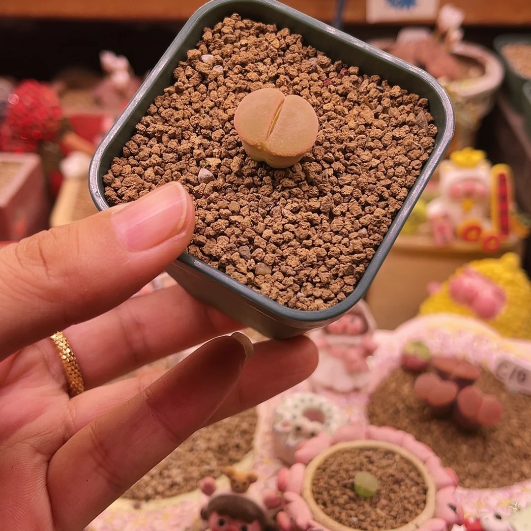 优选粉窗老母本粉红女郎可带盆土发货