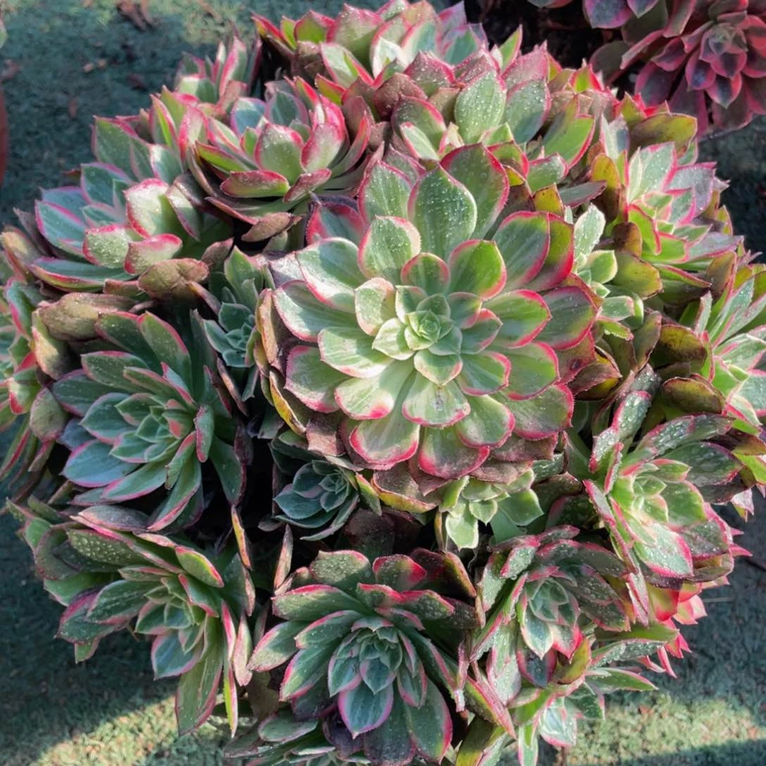 930万花筒精品法师老桩