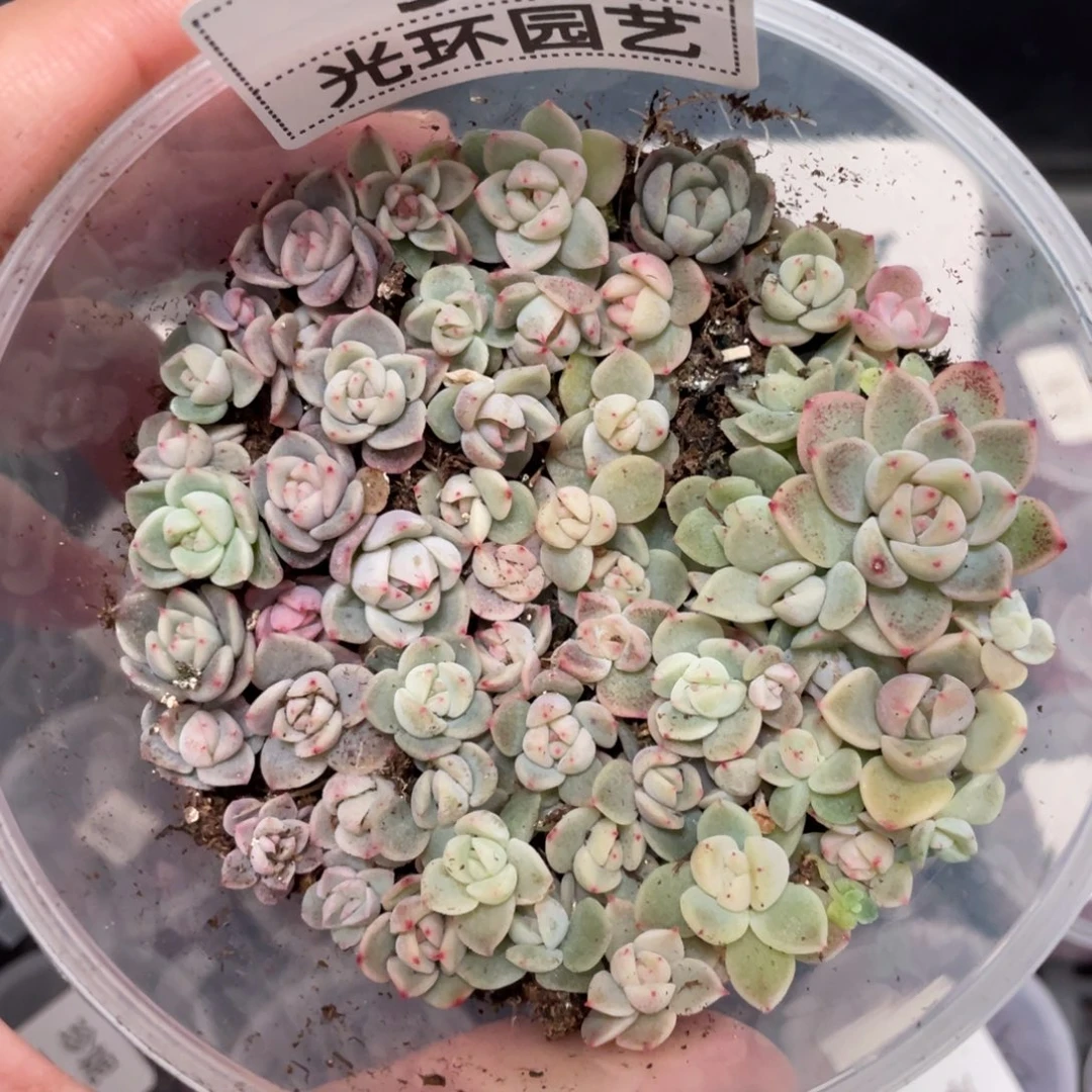 51甘露寺播种切糕苗，超推荐