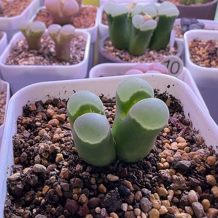 大型极窗母本双头优选