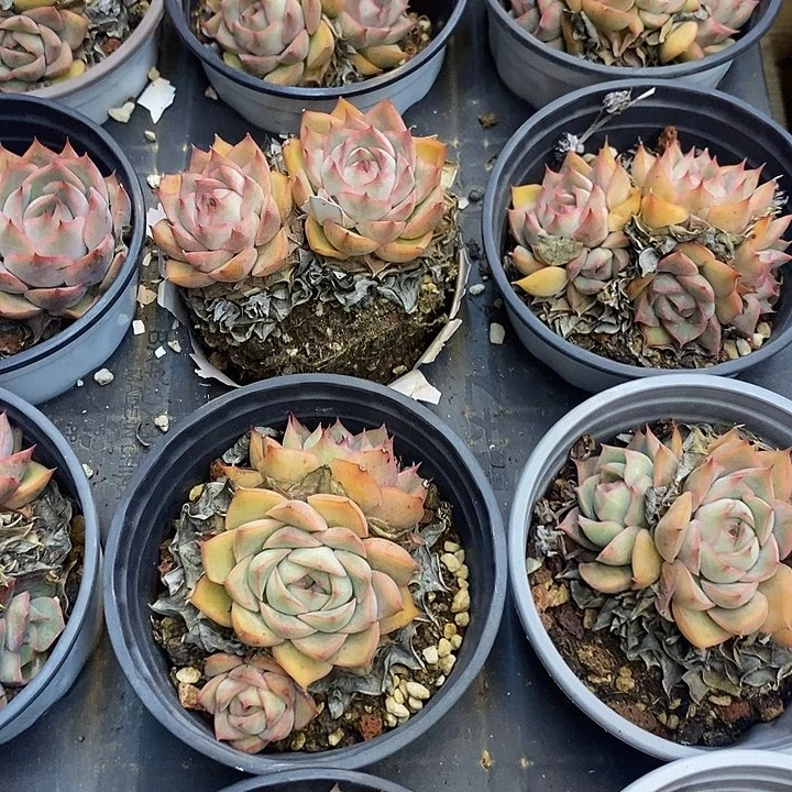 爱格丽亚，福利多多