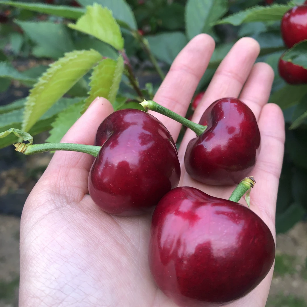 巨无霸顺丰空运6-10J美早大樱桃2-5斤 内附果径卡