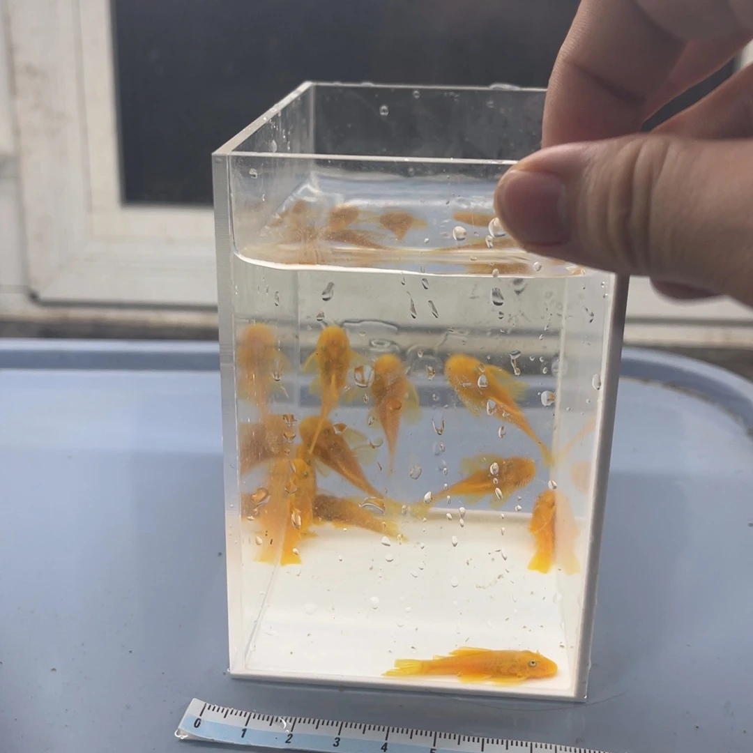 清道夫鱼中号胡子10条