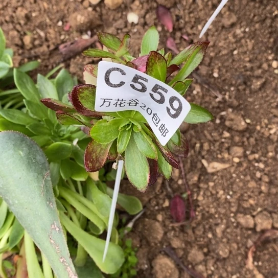 559魅影七彩砍过嫁接无售后