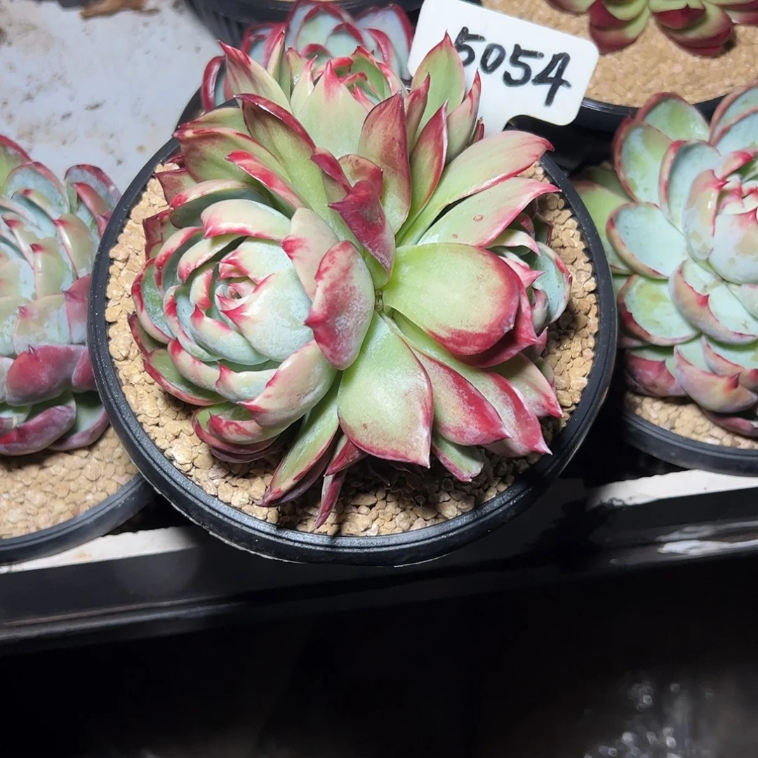 ****晚三头惊鸿仙子5054号