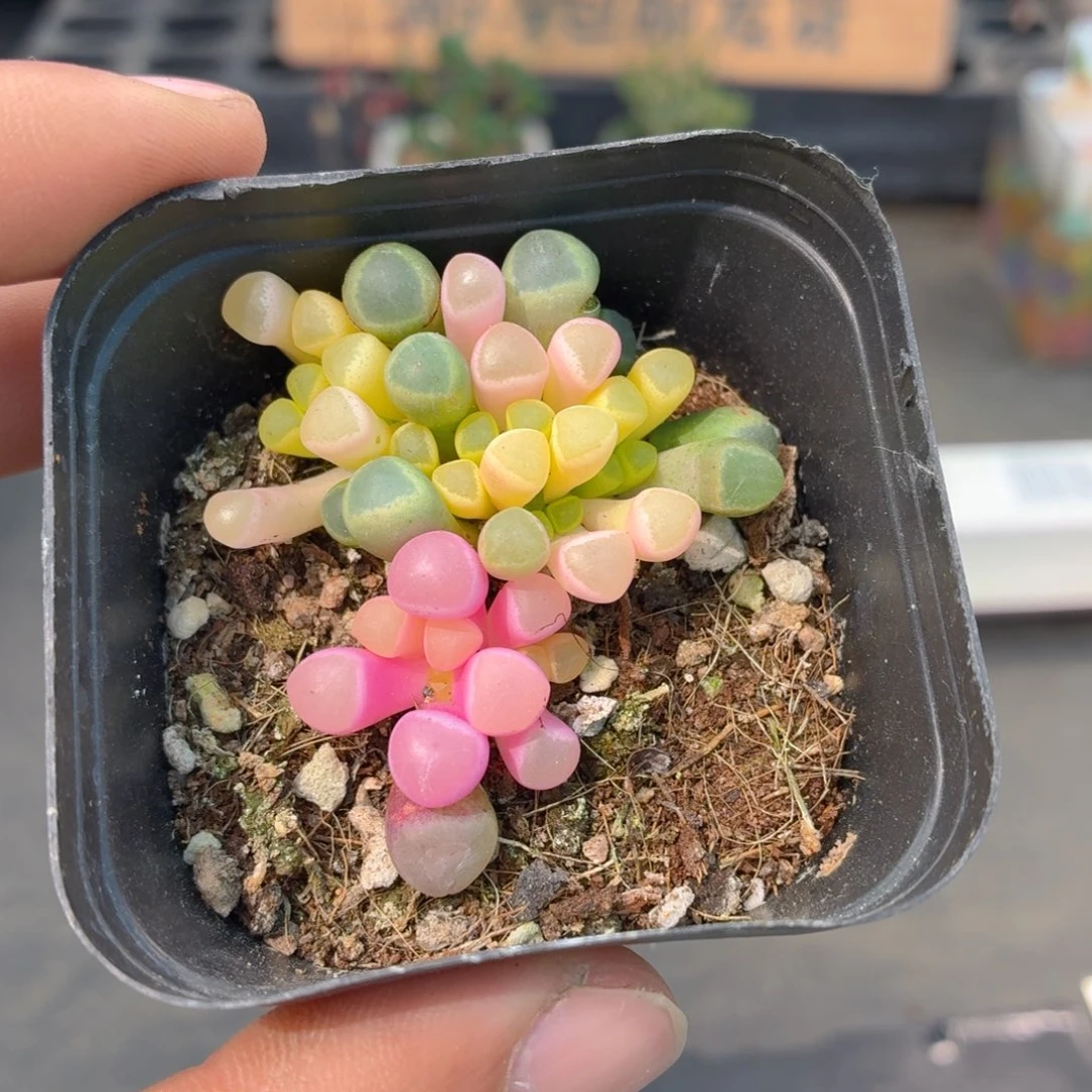 五十灵玉锦多肉9.9包邮发货