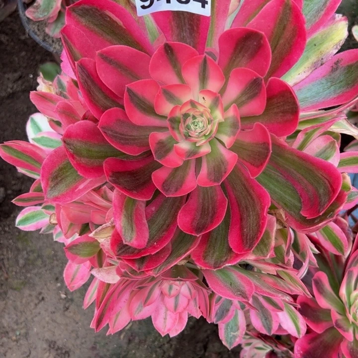 9484南香妃多肉植物