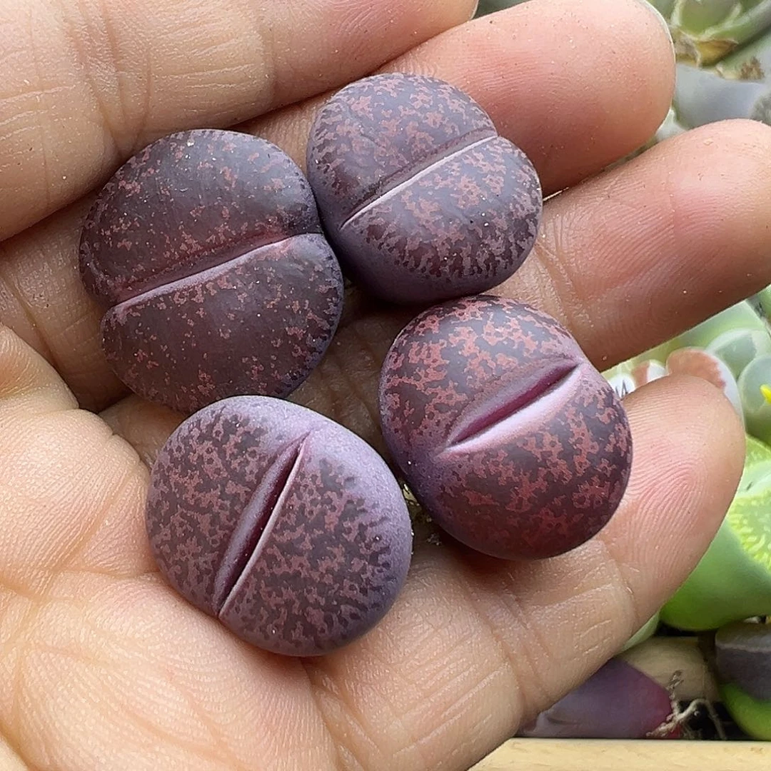 2665 生石花肉锥双十二清货不售后