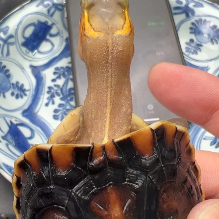 逗***,绿毛龟母啦们都睡啦没