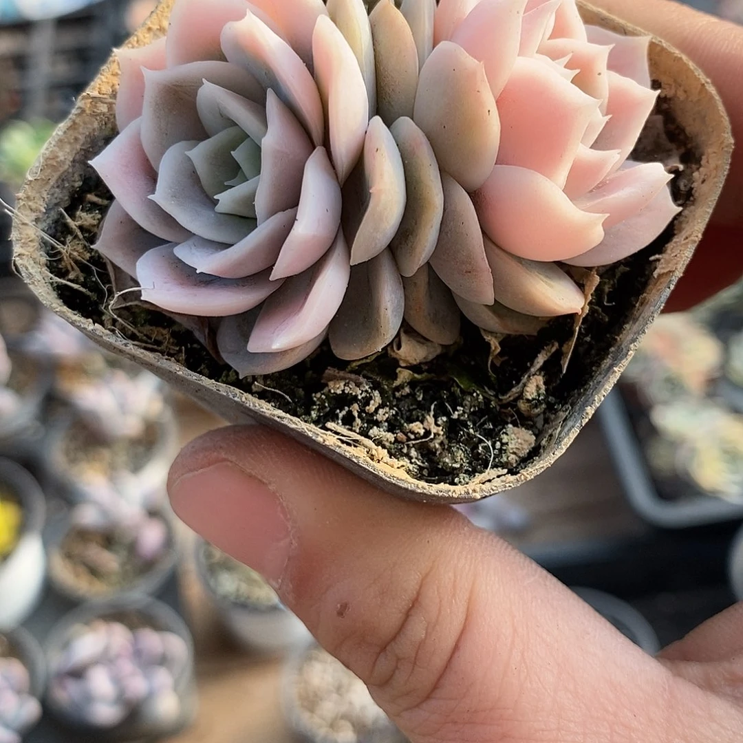 381蓝色惊喜锦多肉植物