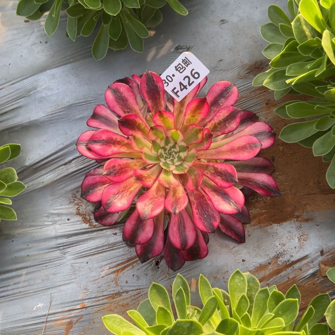 426红铜白多肉法师