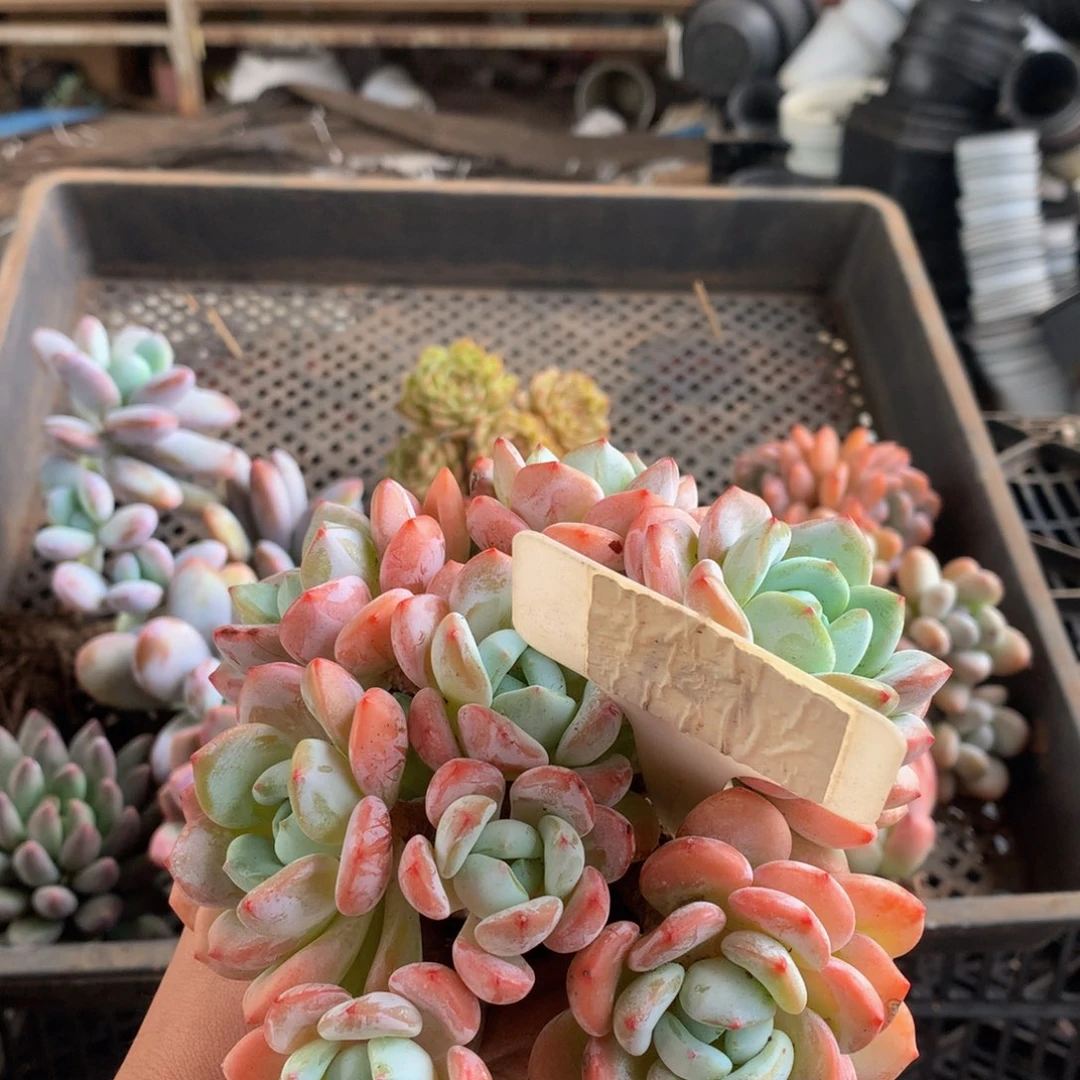 喵***~多肉植物4466777888