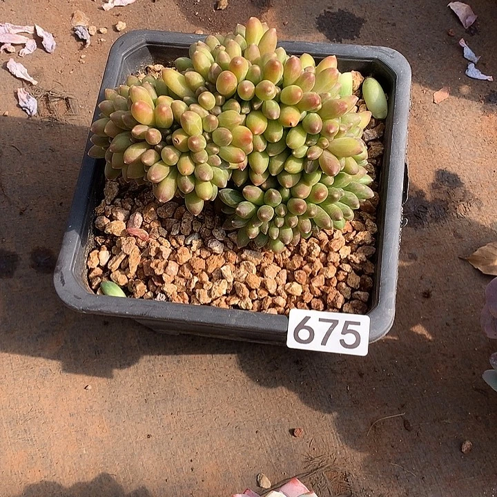 675千代田 一物一拍多肉