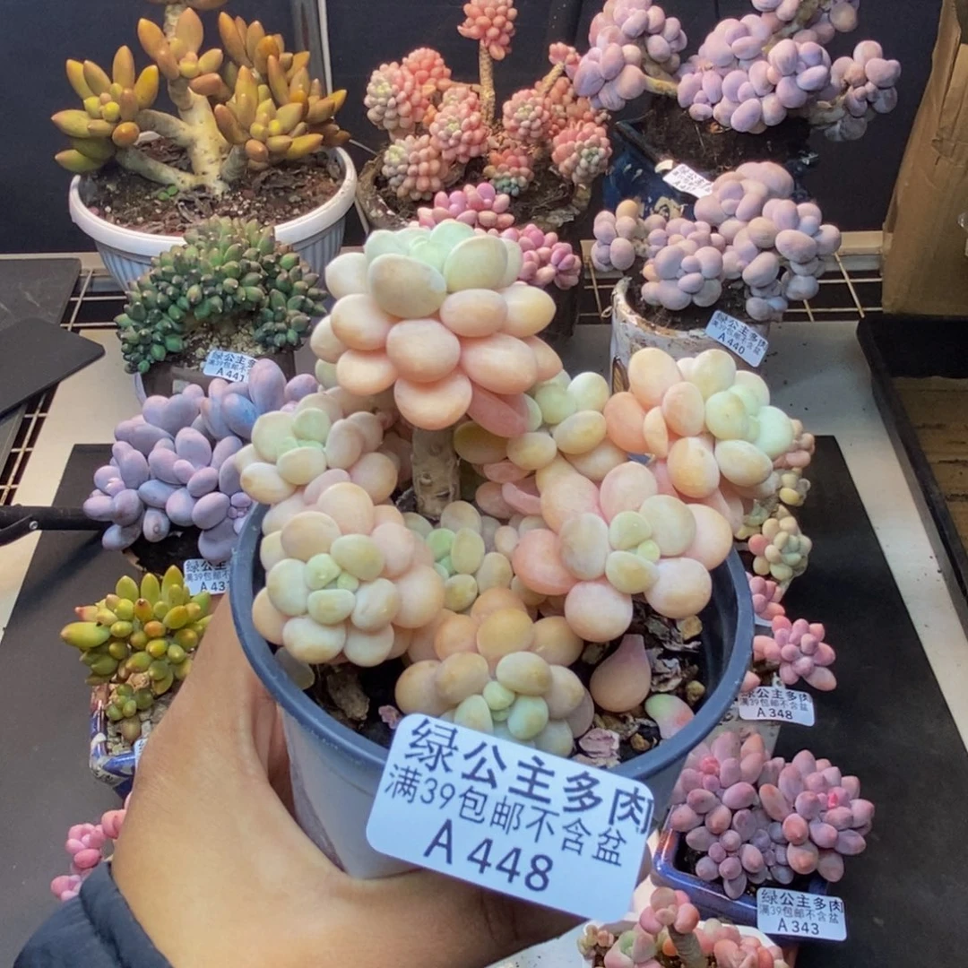 448洛可可多肉7c m