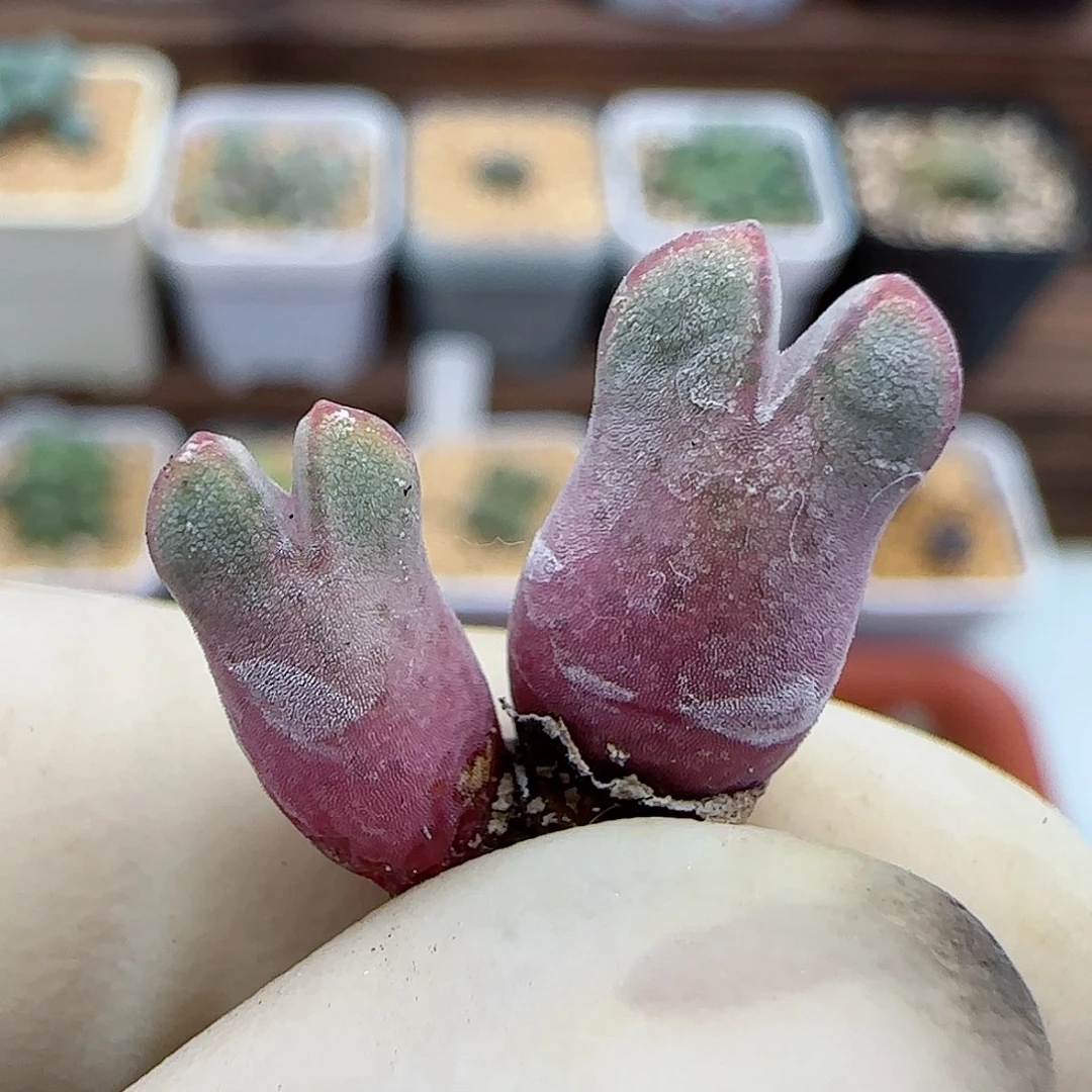 800园艺优选猪蹄985