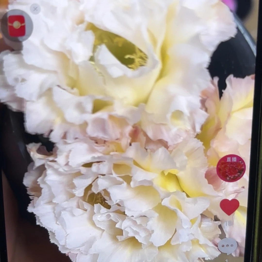 白可可彩瑕疵20包邮仙人球13